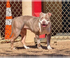 Mutt Dogs for adoption in Plano, TX, USA