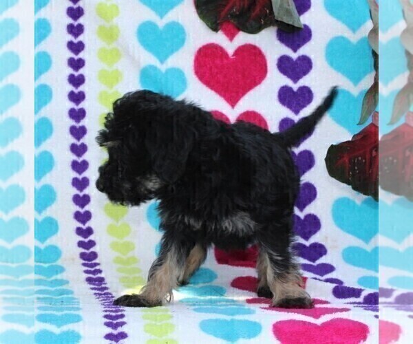 Medium Photo #2 Labradoodle-Poodle (Miniature) Mix Puppy For Sale in PARADISE, PA, USA