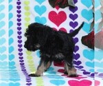 Small Photo #2 Labradoodle-Poodle (Miniature) Mix Puppy For Sale in PARADISE, PA, USA