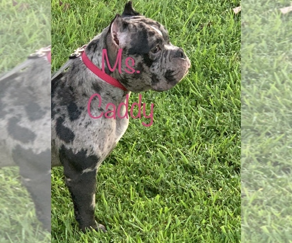 Medium Photo #1 American Bully Puppy For Sale in LAFAYETTE, LA, USA