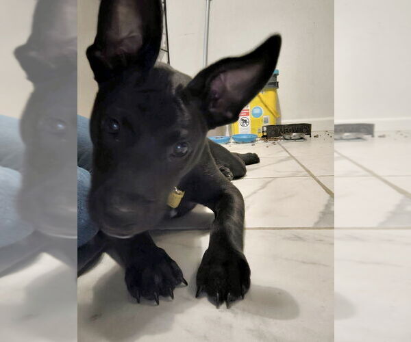 Medium Photo #10 Labrador Retriever-Unknown Mix Puppy For Sale in Brewster, NY, USA