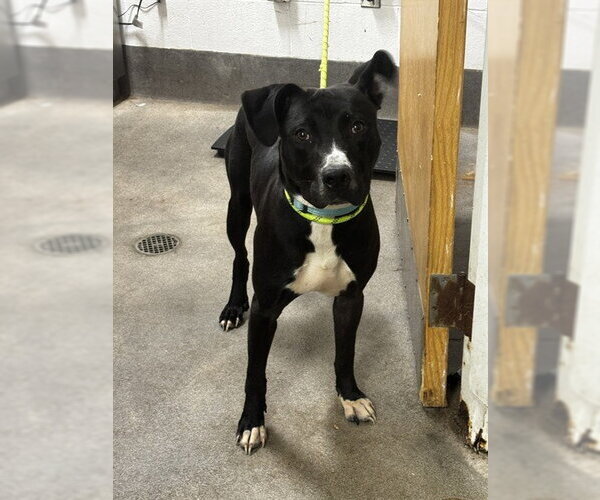 Medium Photo #1 Mutt Puppy For Sale in Forestville, MD, USA