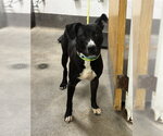 Small Mutt