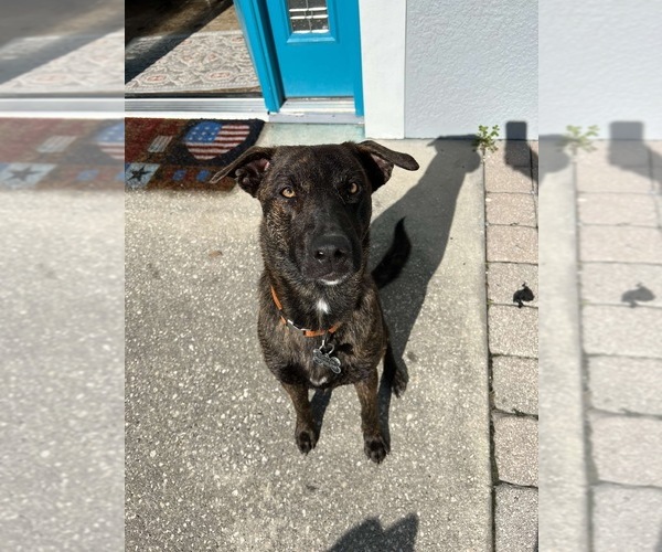 Medium Photo #1 German Shepherd Dog-Mutt Mix Puppy For Sale in KISSIMMEE, FL, USA