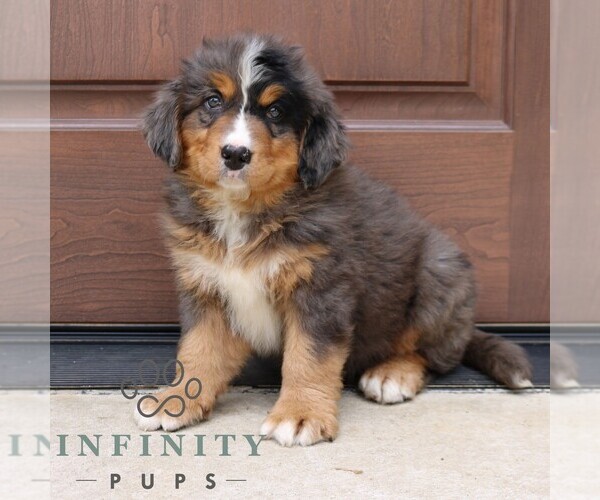 Medium Photo #3 Bernedoodle Puppy For Sale in NARVON, PA, USA