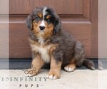 Small #2 Bernedoodle