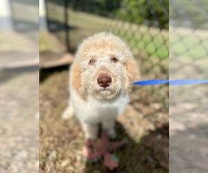 Sheepadoodle Dogs for adoption in Pacolet, SC, USA