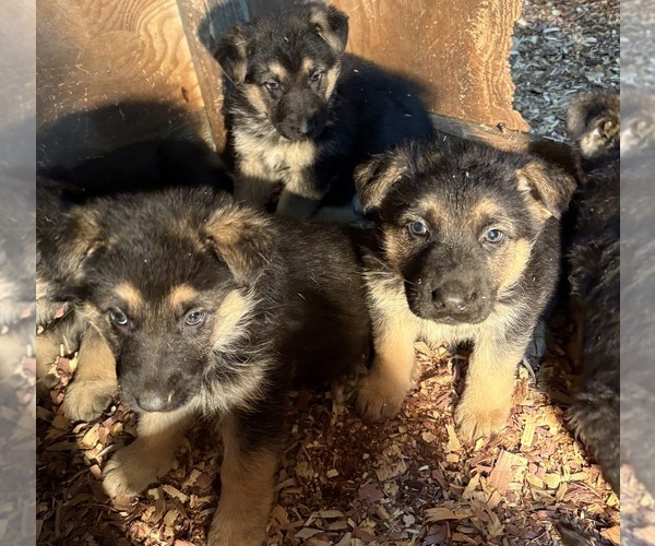Medium Photo #1 German Shepherd Dog Puppy For Sale in PULASKI, PA, USA