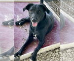 Small #5 Labrador Retriever Mix