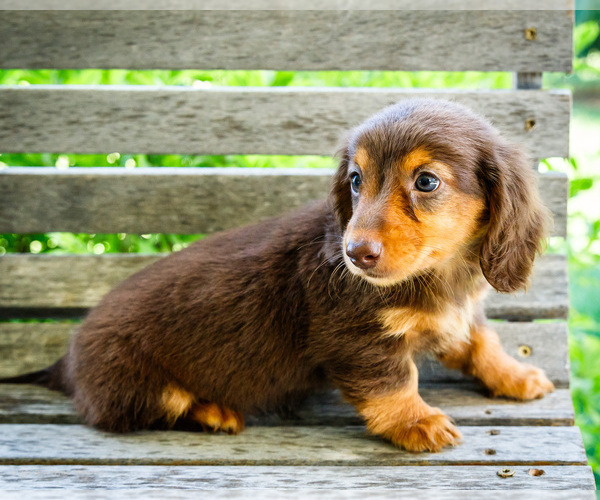 Medium Photo #8 Dachshund Puppy For Sale in WAKARUSA, IN, USA