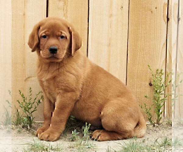 Medium Photo #25 Labrador Retriever Puppy For Sale in FORT COLLINS, CO, USA