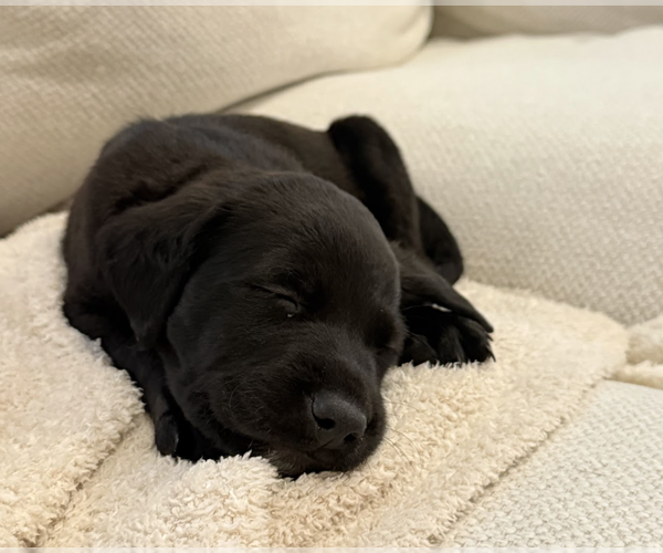 Medium Photo #2 Mutt Puppy For Sale in Brooklyn, NY, USA