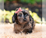 Small #2 Yorkipoo