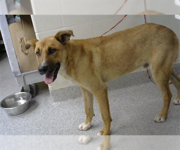 Medium Photo #1 Carolina Dog-Unknown Mix Puppy For Sale in Pasadena, TX, USA