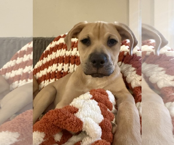 Medium Photo #2 Labrottie Puppy For Sale in MIDWAY, UT, USA