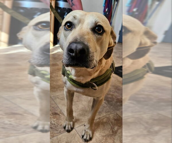 Medium Photo #2 Black Mouth Cur-Unknown Mix Puppy For Sale in Monte Vista, CO, USA