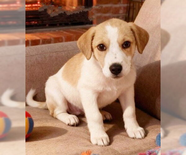 Medium Photo #4 Labbe Puppy For Sale in Genesee, WI, USA