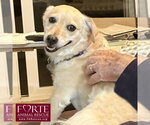 Small #6 Colonial Cocker Spaniel Mix