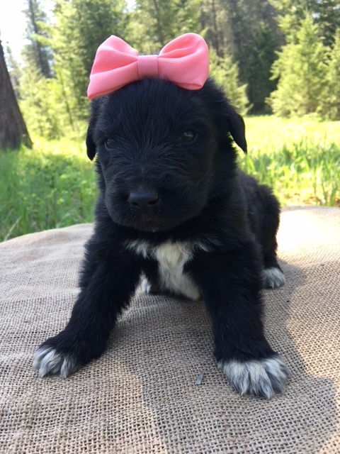 Medium Photo #1 Great Pyrenees-Newfoundland Mix Puppy For Sale in BONNERS FERRY, ID, USA