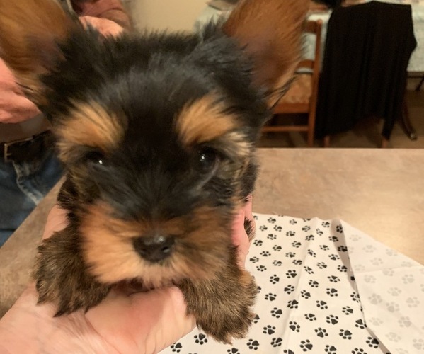 Medium Photo #4 Yorkshire Terrier Puppy For Sale in LAMAR, CO, USA