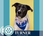 Small #3 Beagle-Pointer Mix