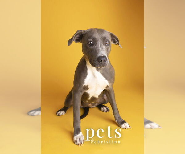 Medium Photo #9 Unknown-Weimaraner Mix Puppy For Sale in Foristell, MO, USA