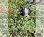 Small #5 Boston Terrier