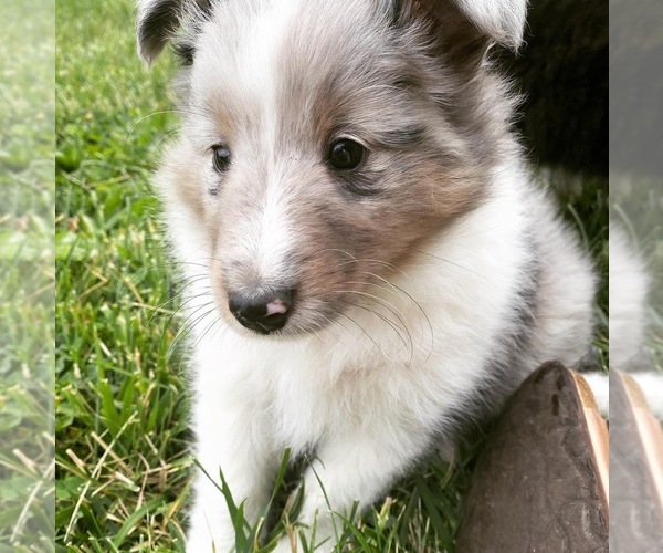 Medium Photo #1 Shetland Sheepdog Puppy For Sale in PLAIN CITY, OH, USA