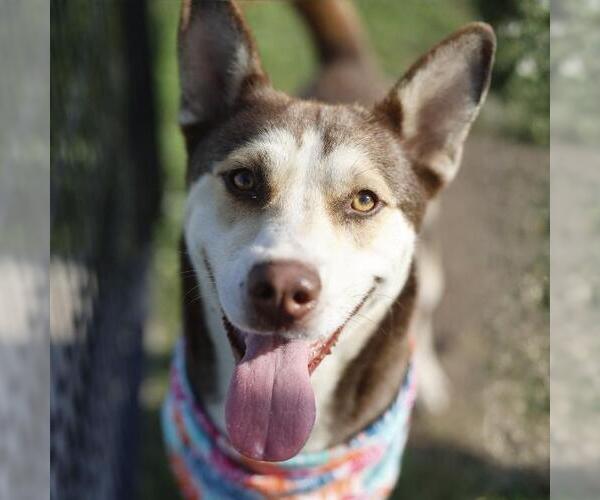 Medium Photo #1 Siberian Husky-Unknown Mix Puppy For Sale in San Antonio, TX, USA