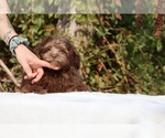 Small #37 ShihPoo