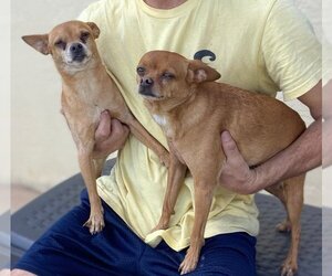 Miniature Pinscher-Unknown Mix Dogs for adoption in Boynton Beach, FL, USA