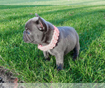 Small Photo #23 French Bulldog Puppy For Sale in MARYSVILLE, WA, USA