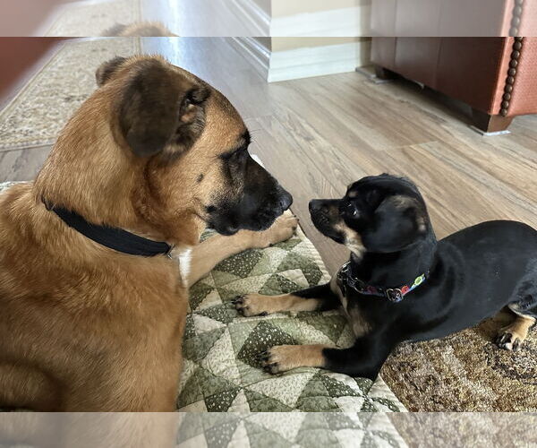 Medium Photo #5 Anatolian Shepherd-Unknown Mix Puppy For Sale in Harrisburg, PA, USA