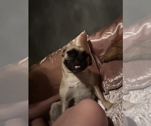 Mother of the Frenchie Pug puppies born on 05/15/2025