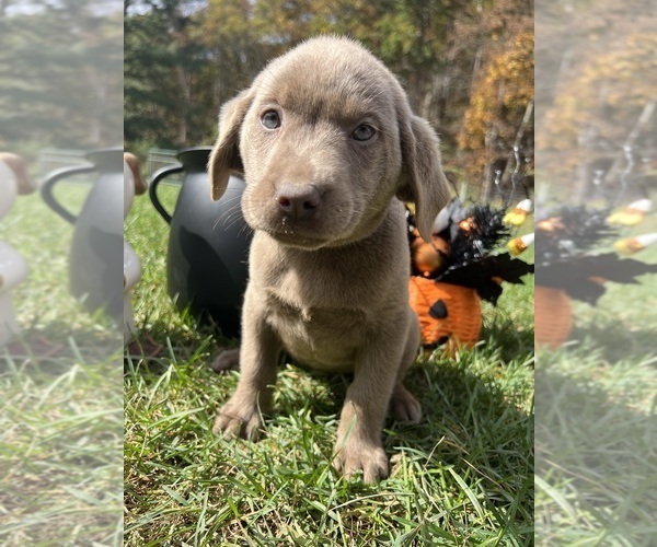 Medium Photo #3 Labrador Retriever Puppy For Sale in NEOLA, WV, USA