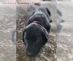 Small Photo #14 Labrador Retriever Puppy For Sale in POCAHONTAS, IL, USA