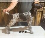 Small #4 German Shorthaired Pointer