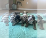 Small Photo #7 Bulldog Puppy For Sale in WEST FRANKFORT, IL, USA