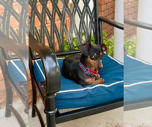 Doxie-Pin Dogs for adoption in Myrtle Beach, SC, USA