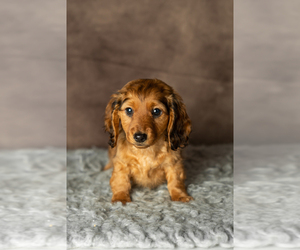 Dachshund Puppy for sale in MILFORD, IN, USA