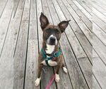 Small #9 Chihuahua-Dutch Shepherd  Mix