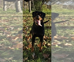 Father of the Rottweiler puppies born on 02/25/2025