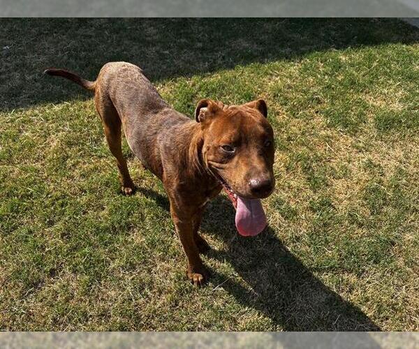 Medium Photo #1 American Staffordshire Terrier-Labrador Retriever Mix Puppy For Sale in Grand Prairie, TX, USA