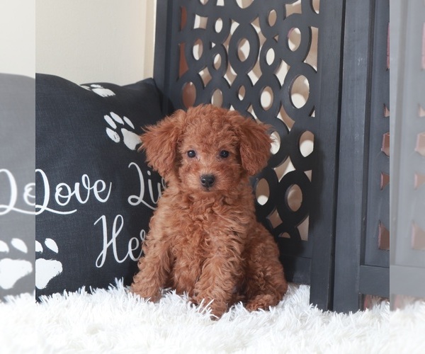 Medium Photo #1 Poodle (Toy) Puppy For Sale in MOUNT VERNON, OH, USA