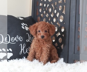 Poodle (Toy) Puppy for Sale in MOUNT VERNON, Ohio USA