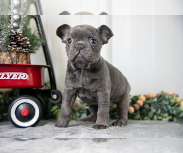 Medium Photo #7 Faux Frenchbo Bulldog Puppy For Sale in ADAMSVILLE, OH, USA