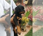Small Photo #8 Rottweiler Puppy For Sale in RESEDA, CA, USA