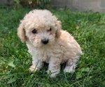Small #1 Cavapoo