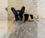 Small Photo #2 French Bulldog Puppy For Sale in HUSON, MT, USA