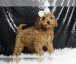 Puppy Alluka F1B Cavapoo